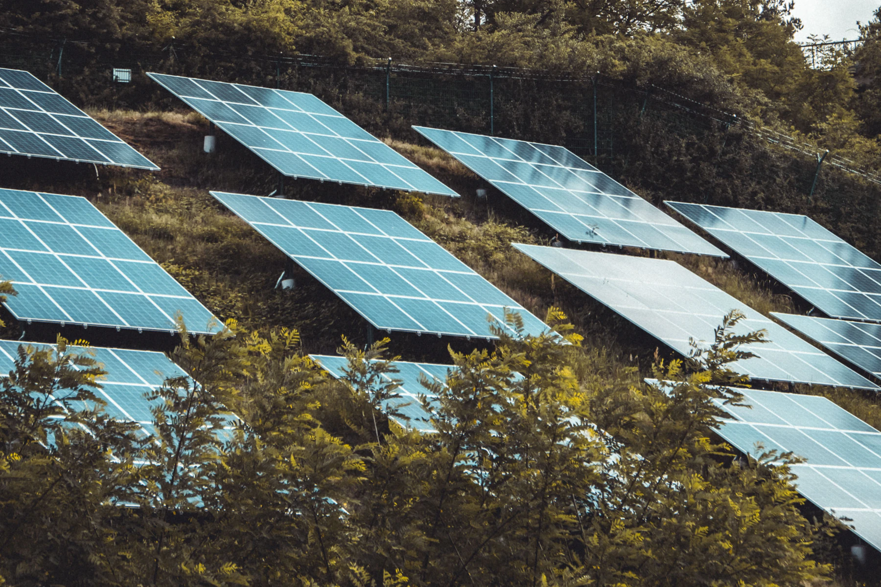 Solar panels arranged among trees on a hillside